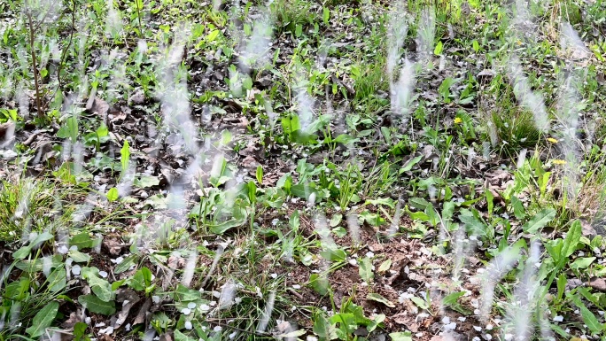 梨花雨