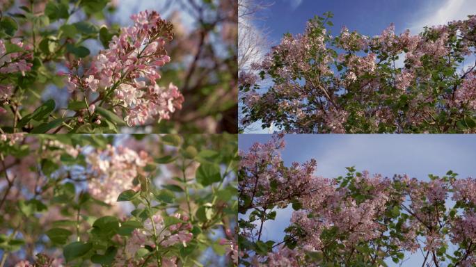 4K丁香花