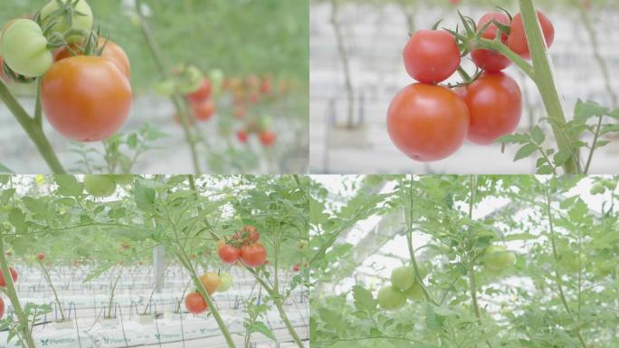 大棚蔬菜水果农业种植229