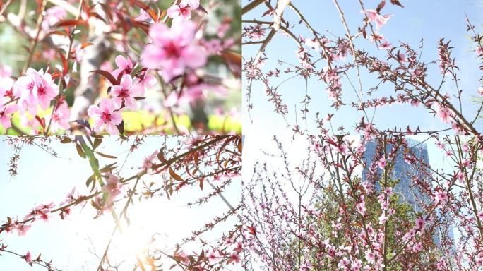 4K高清实拍桃花朵朵开