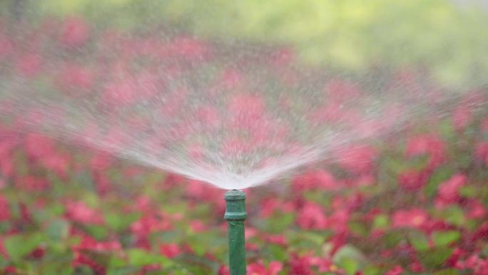 4K实拍洒水绿化浇花草