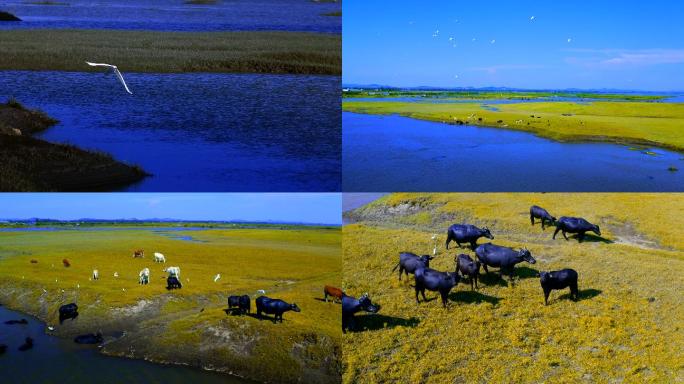 湖畔草地牛群+白鹭起飞-航拍