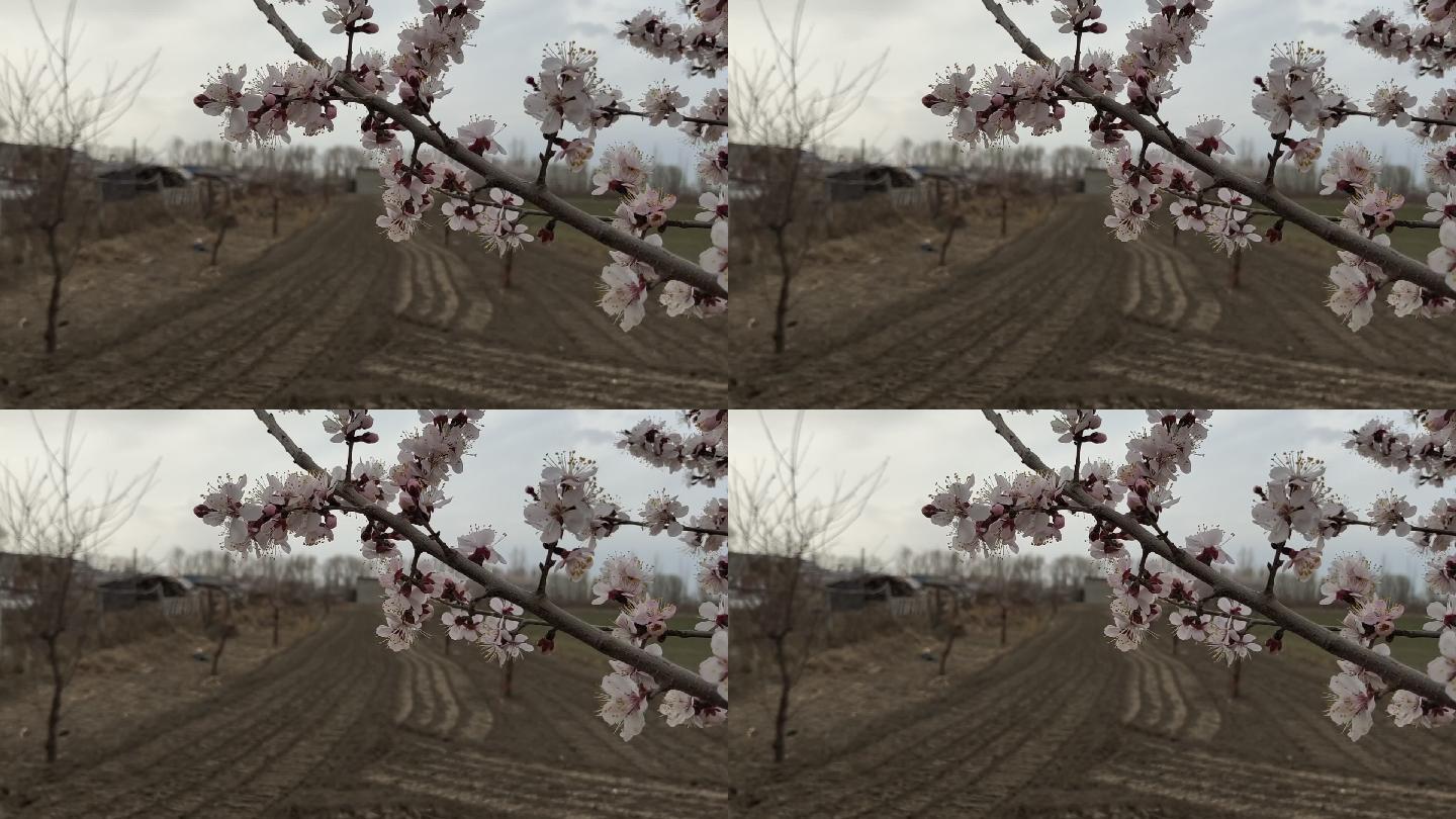 农田杏枝空镜 19x1080 高清视频素材下载 编号 实拍视频 Vj师网www Vjshi Com