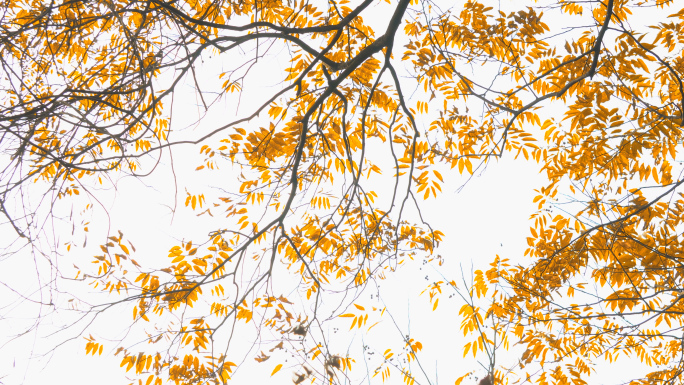 凄凉秋天树木叶黄