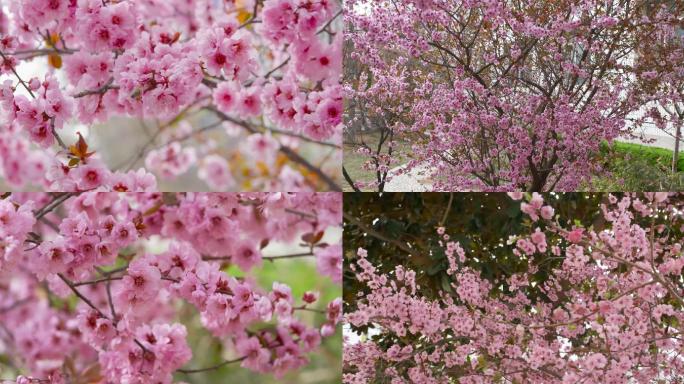 樱花春天樱花