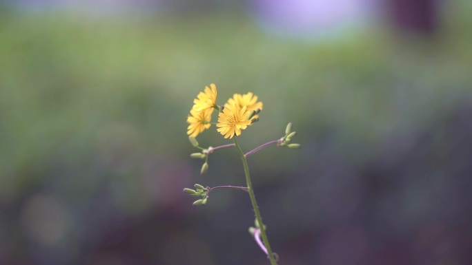 一株野花