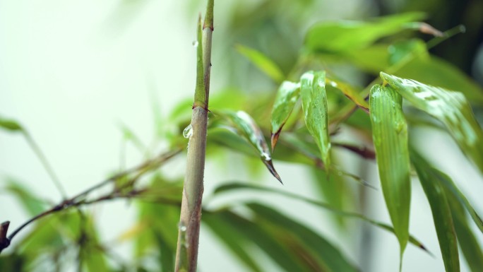 4k拍摄春雨中花卉绿植水珠的微距特写