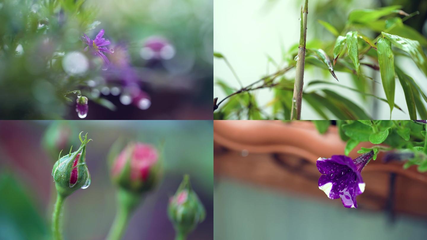 4k拍摄春雨中花卉绿植水珠的微距特写