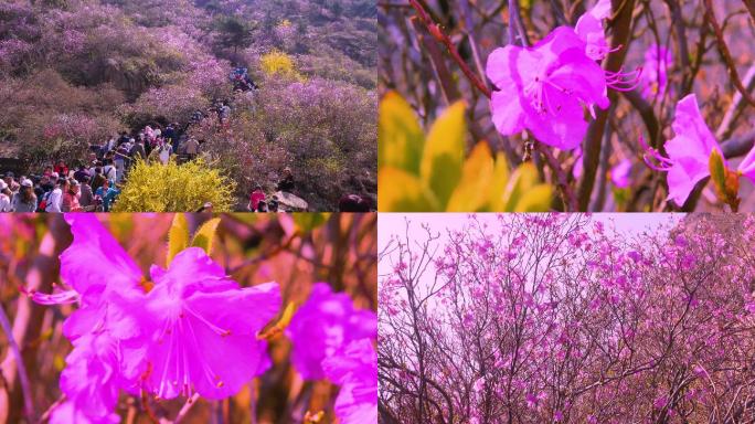 杜鹃花，大珠山杜鹃花海