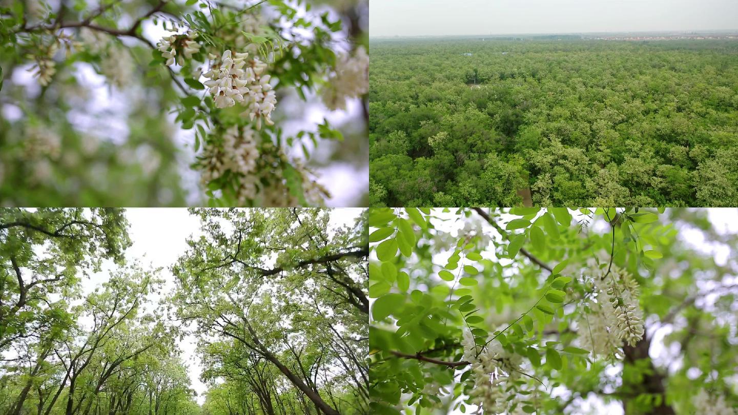 高清槐树林槐花节五月槐花