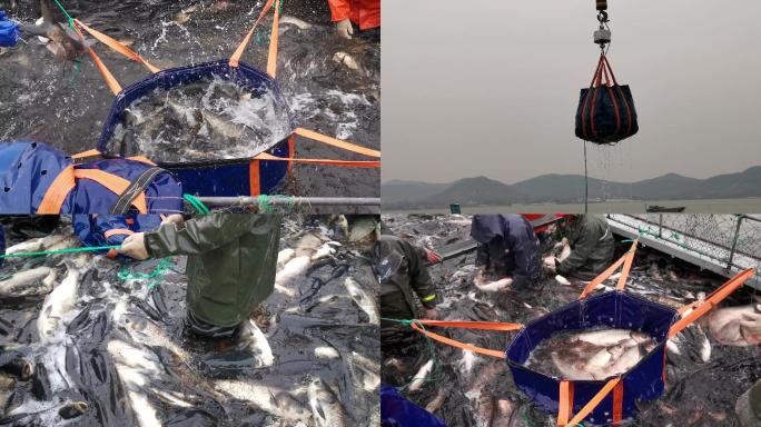 4K渔民捕鱼打捞现场-丰收码头水库沂蒙山