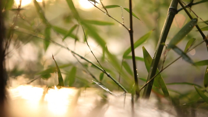 清幽雨天竹林