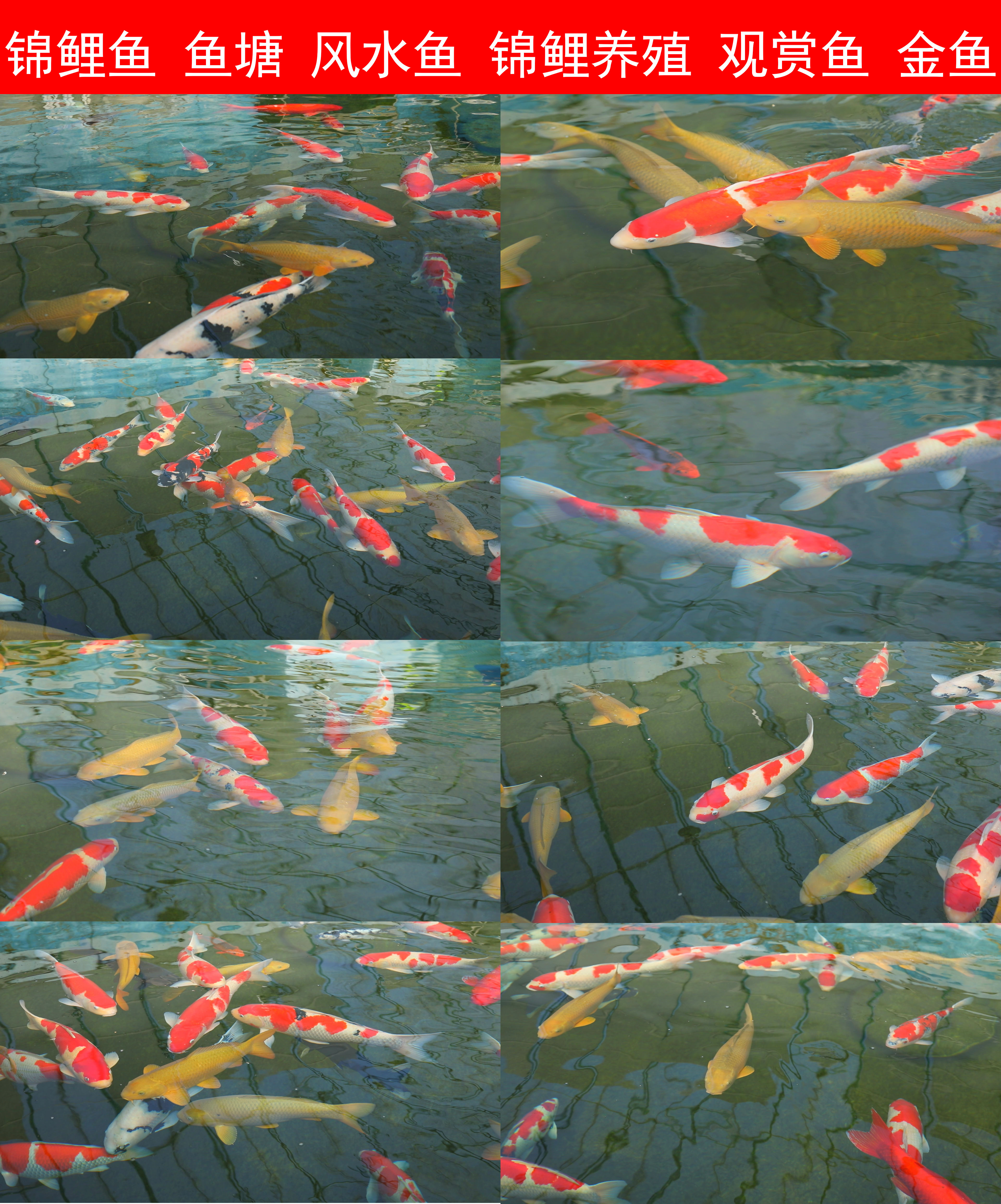 锦鲤鱼观赏鱼