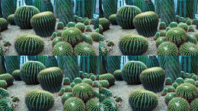 沙漠植物沙生植物仙人球