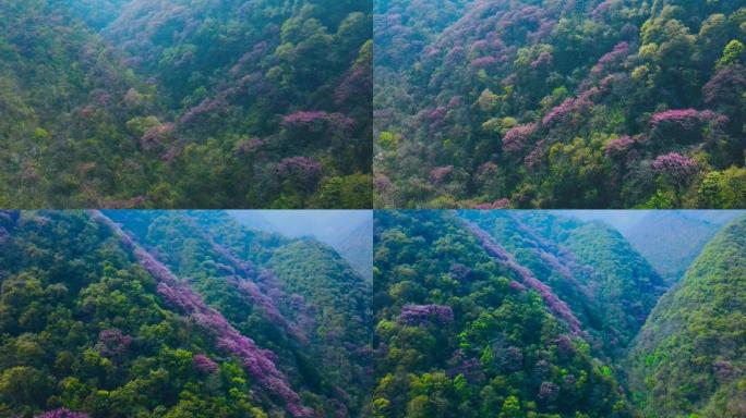 西安秦岭太平峪紫荆花航拍