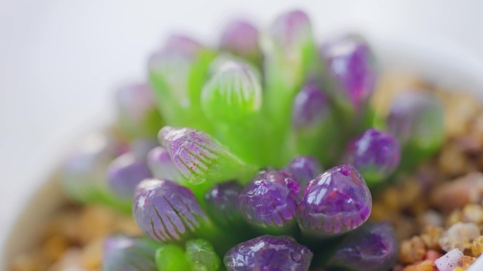 【4k】多肉植物多浆植物