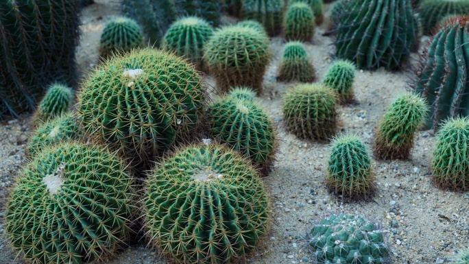 沙漠植物沙生植物仙人球