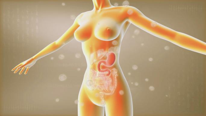减肥吸油因子能在胃肠道隔离吸收大量脂肪
