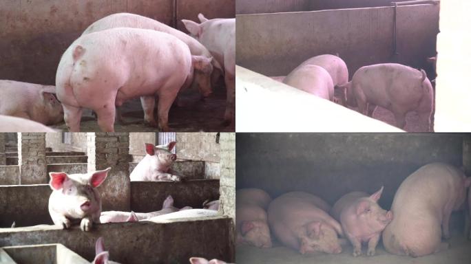 农业养殖猪脱贫致富