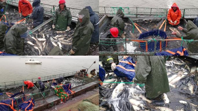 4K渔民丰收捕鱼-港口淡水鱼水库千岛湖