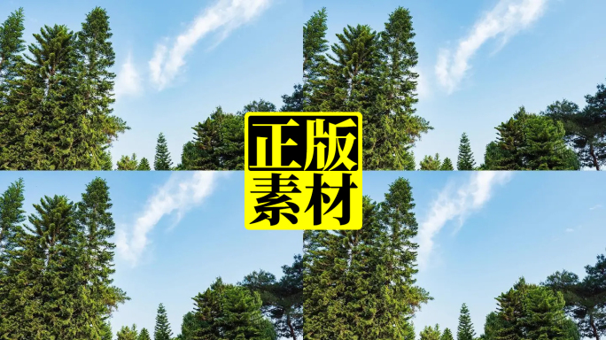 烈士陵园的松柏