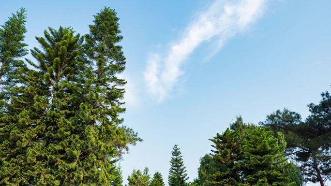烈士陵园的松柏