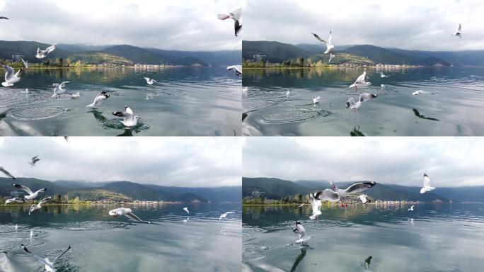 泸沽湖上飞翔觅食的候鸟白色红嘴海鸥