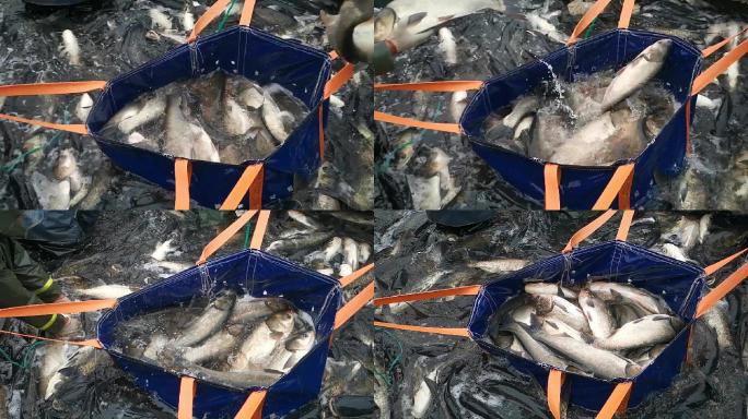 捕鱼渔业白鲢花鲢渔民丰收