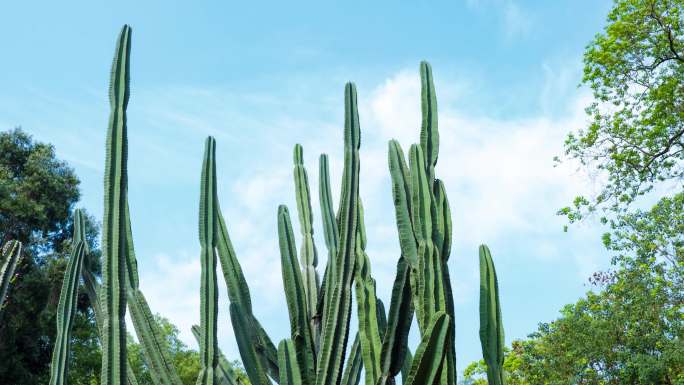 沙漠植物沙生植物仙人掌