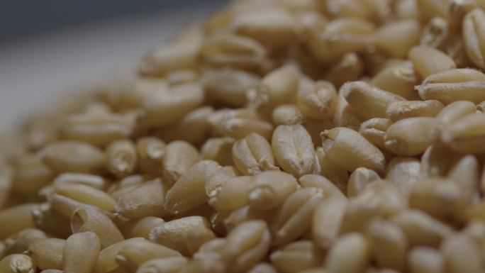 小麦粒粮食北方口粮12