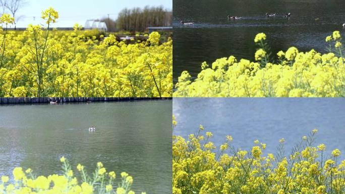 春天乡村农村油菜花鸭子戏水