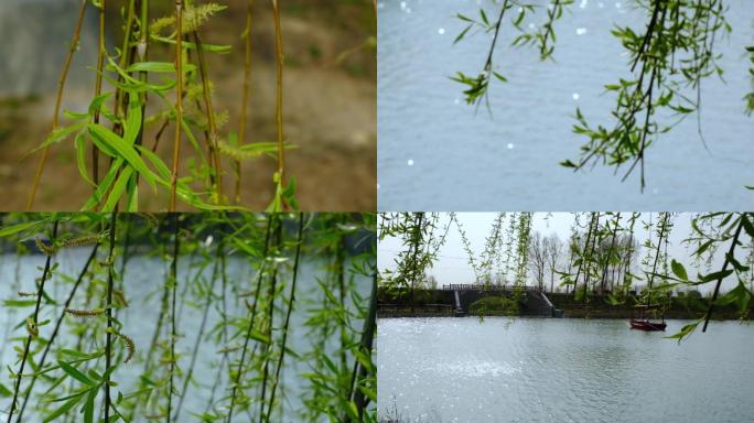 春天来了柳树发芽迎春花开