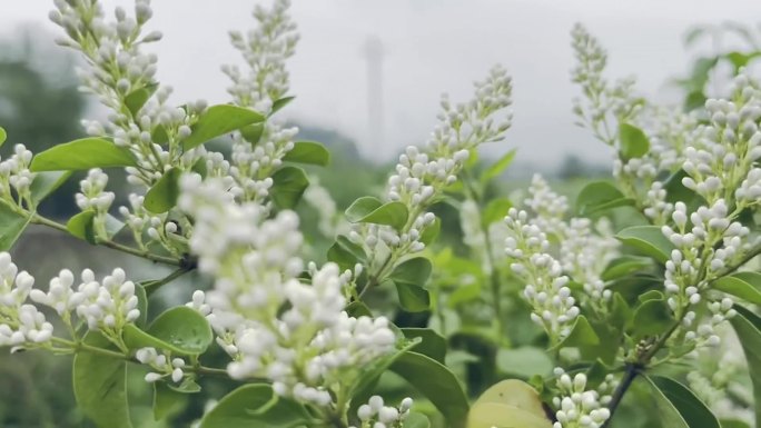 清明时节花草