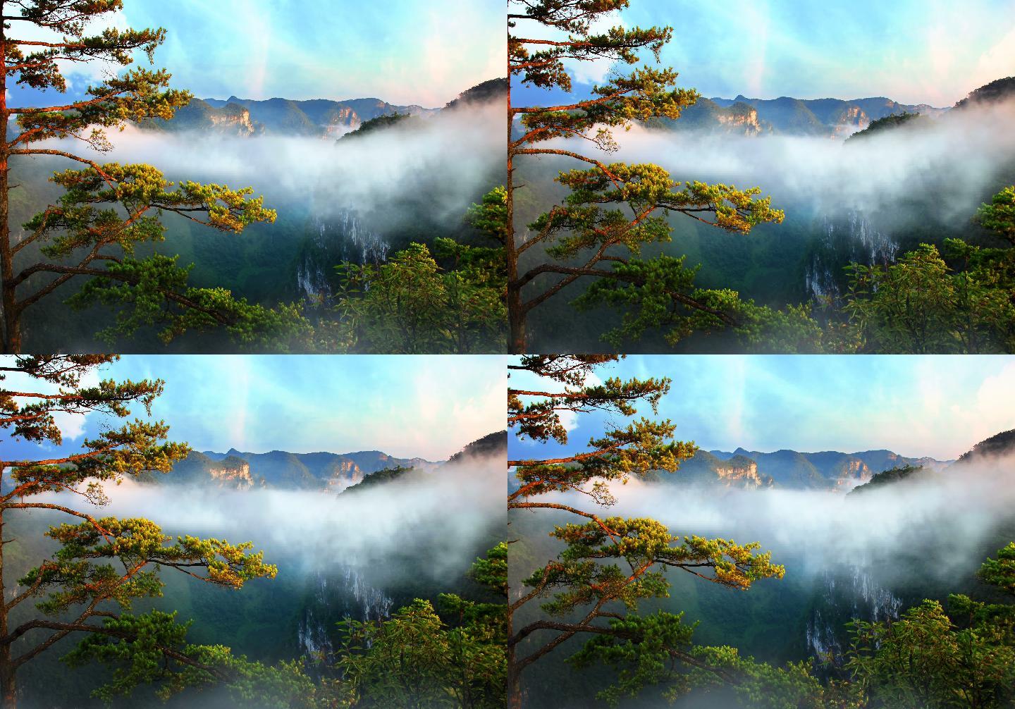 云雾缭绕松树云海壮丽河山【4K】