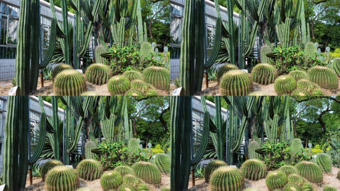 沙漠植物沙生植物仙人球