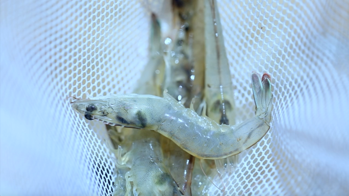 基围虾生态虾