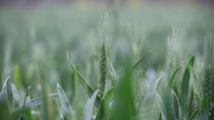 青色小麦麦穗农作物麦子