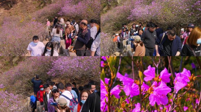 4K杜鹃花大珠山爬山