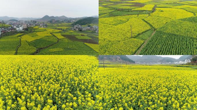 航拍满山遍野油菜花菜籽油