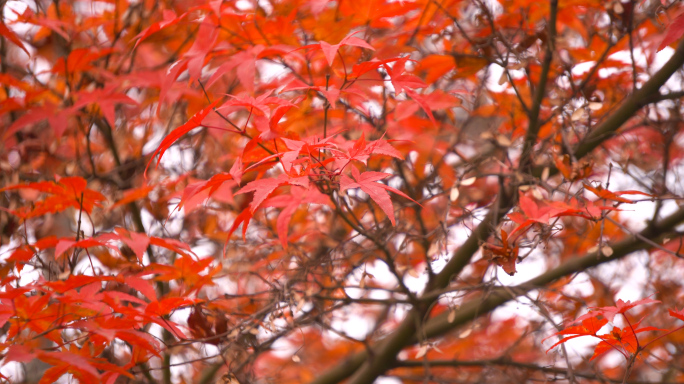 秋天红叶枫树实拍