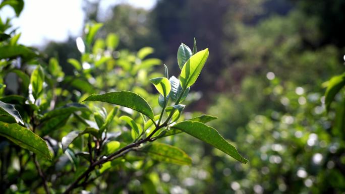 冰岛古树茶茶叶