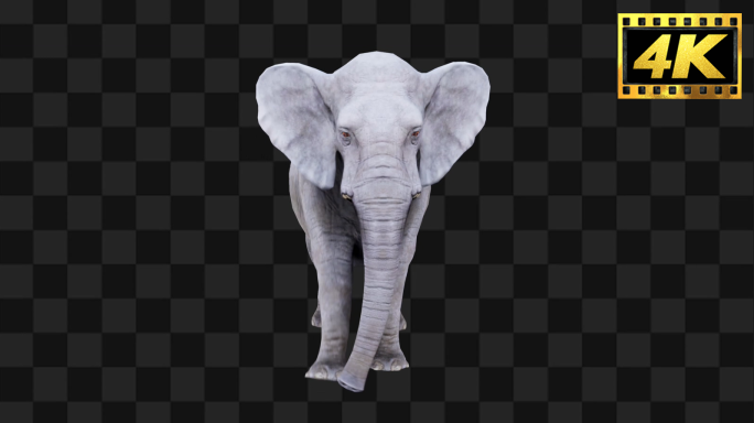 原创大象全息特效【Alpha通道】8