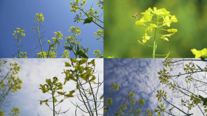 【高清】油菜花