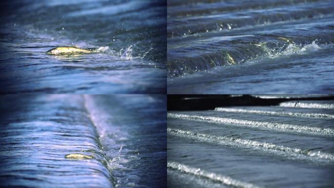 青海湖湟鱼青海湖裸鲤