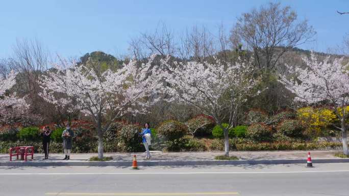 4K春游，航拍浪漫樱花路