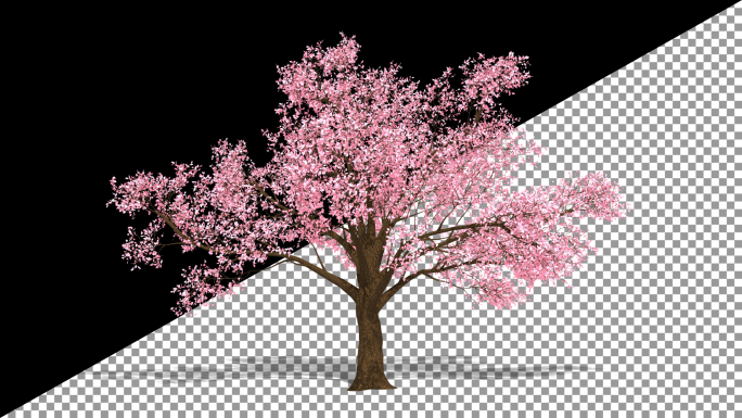 4K高清唯美樱花树素材带通道
