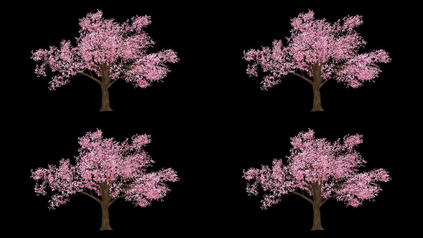 4K高清唯美樱花树素材带通道