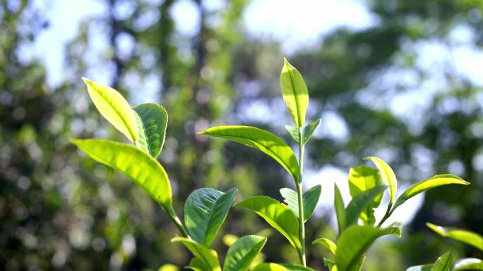 新鲜普洱茶叶