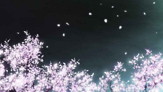 夜晚樱花树花瓣飞舞loop循环