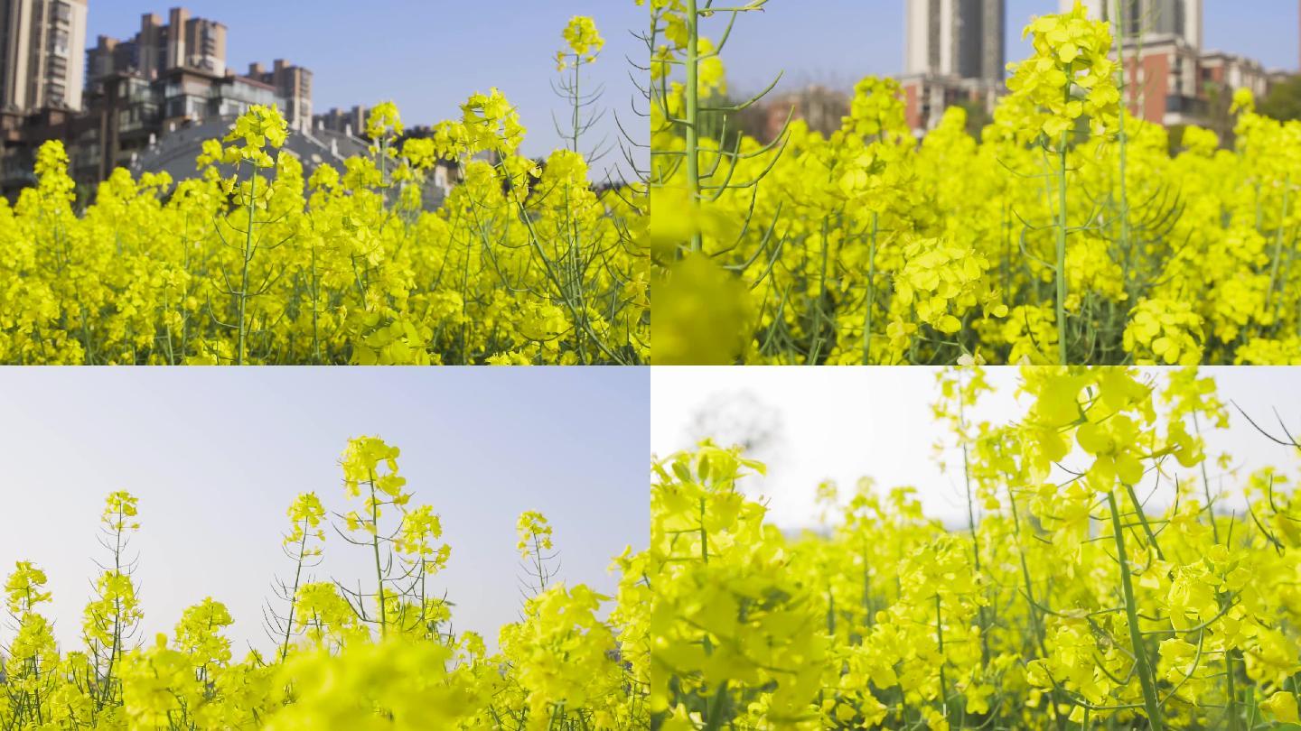 春天油菜花